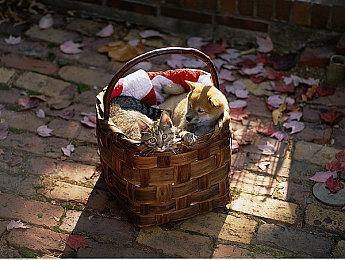 《仙剑奇侠传4＆5＆5前传＆6》Steam新史低 玩家快来入正