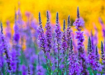 动作RPG《魔咒之地》PS奖杯列表曝光 无难度奖杯