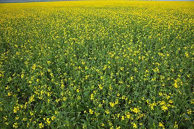 Key社视觉小说《星之终途》Switch版12月5日发售 支持中文